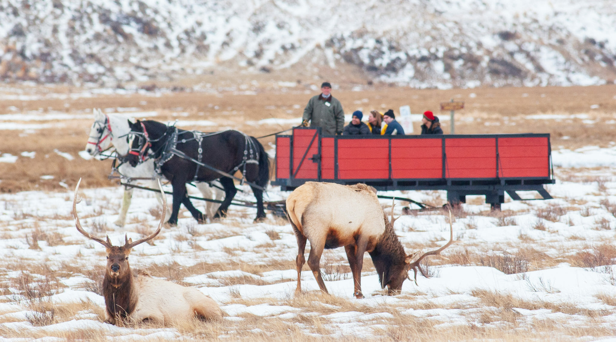 Investigation Into CWD Positive Elk At Jackson Hole Feedground Investigation Into CWD Positive Elk At Jackson Hole Feedground