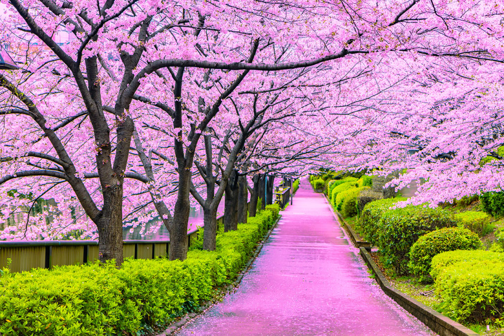 Japan's Cherry Blossoms: A Springwatch Guide Japan's Cherry Blossoms: A Springwatch Guide