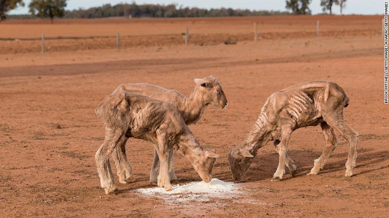 Kangaroo Population And Drought Impact In South Australia: A Farmer's Perspective Kangaroo Population And Drought Impact In South Australia: A Farmer's Perspective