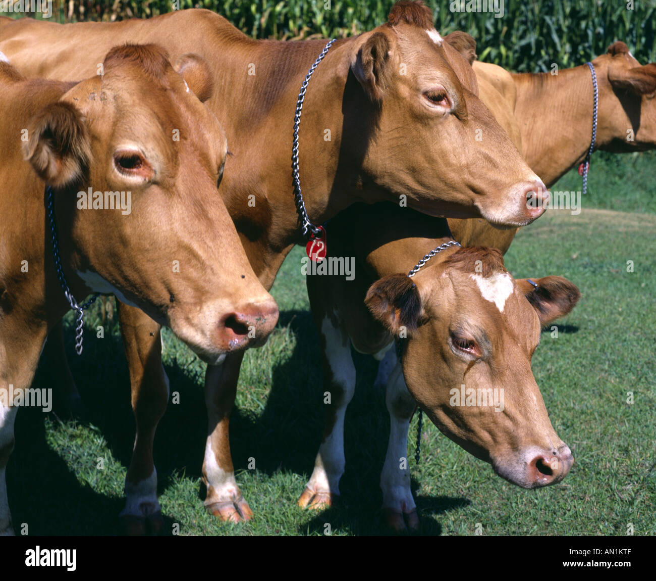 Lancaster County Park: Two Cows On The Loose Lancaster County Park: Two Cows On The Loose