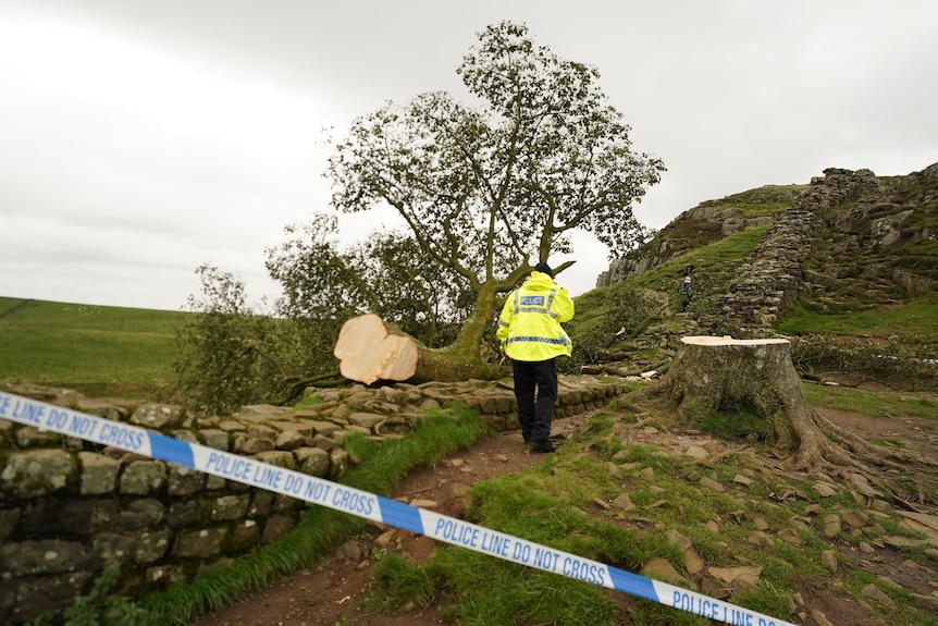 Landmark Sycamore Gap Tree Felled: Convictions Announced Landmark Sycamore Gap Tree Felled: Convictions Announced