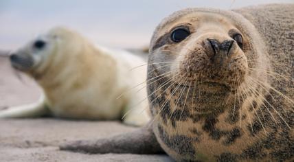 Last Seals Released As Pieterburen Rescue Center Ends 50-Year Mission Last Seals Released As Pieterburen Rescue Center Ends 50-Year Mission