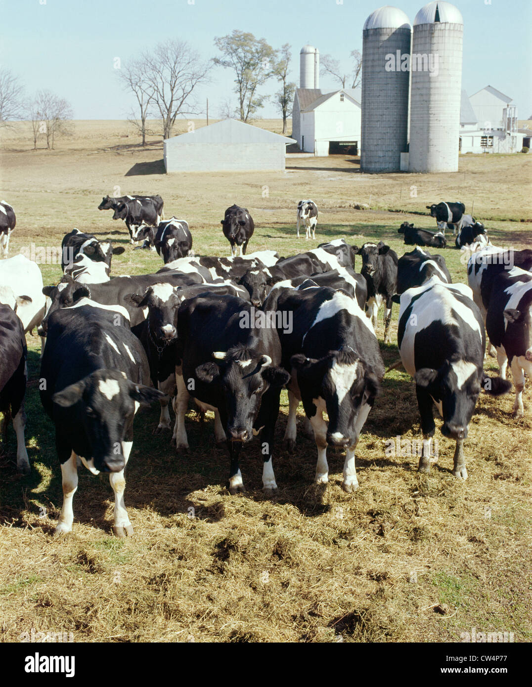 Loose Cows Spotted In Lancaster County Park Loose Cows Spotted In Lancaster County Park