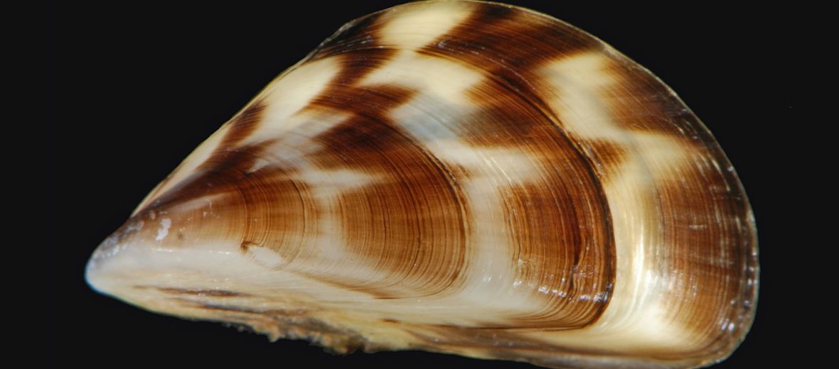 Massive Zebra Mussel Infestation Discovered In Casper Massive Zebra Mussel Infestation Discovered In Casper