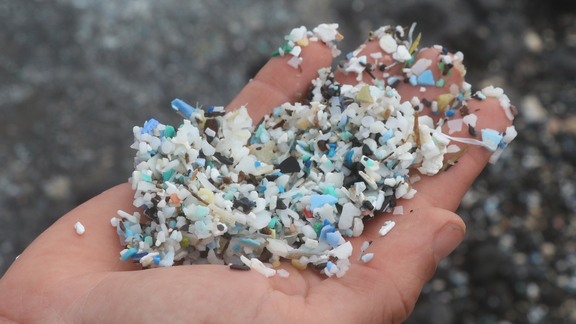 Microplastiche: In Quali Acque Sono Più Presenti? Microplastiche: In Quali Acque Sono Più Presenti?