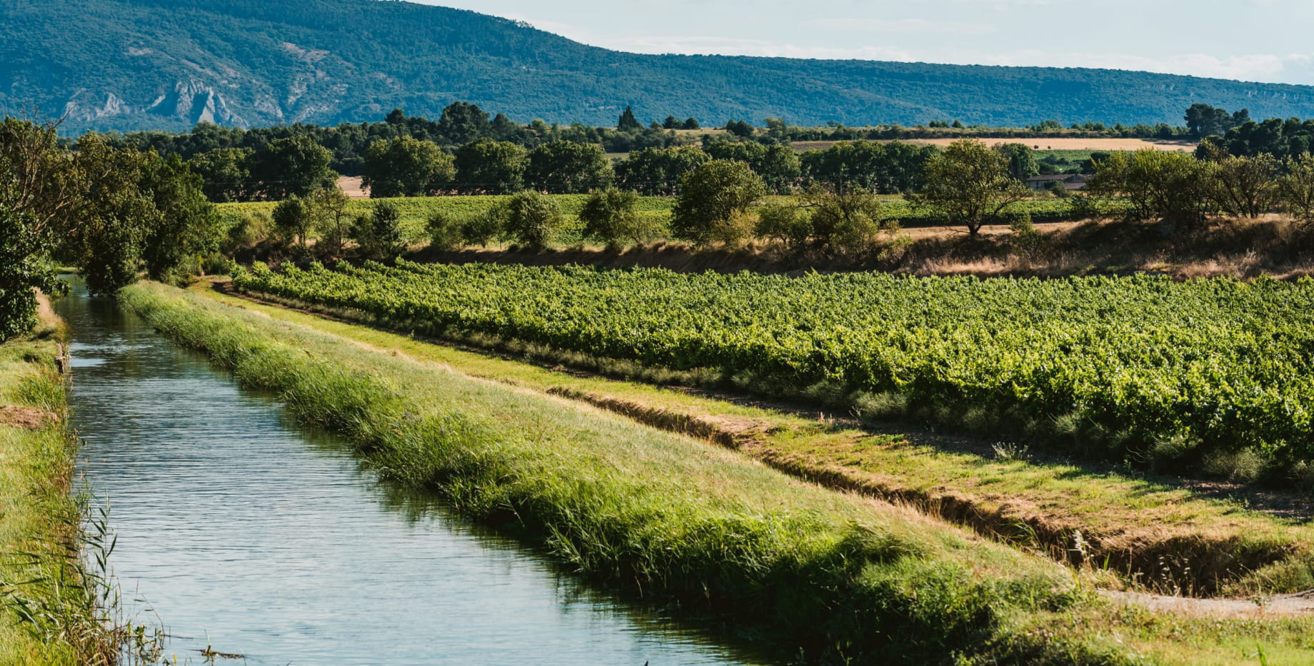 Minervois Wine: Quality And Value Perfectly Balanced Minervois Wine: Quality And Value Perfectly Balanced