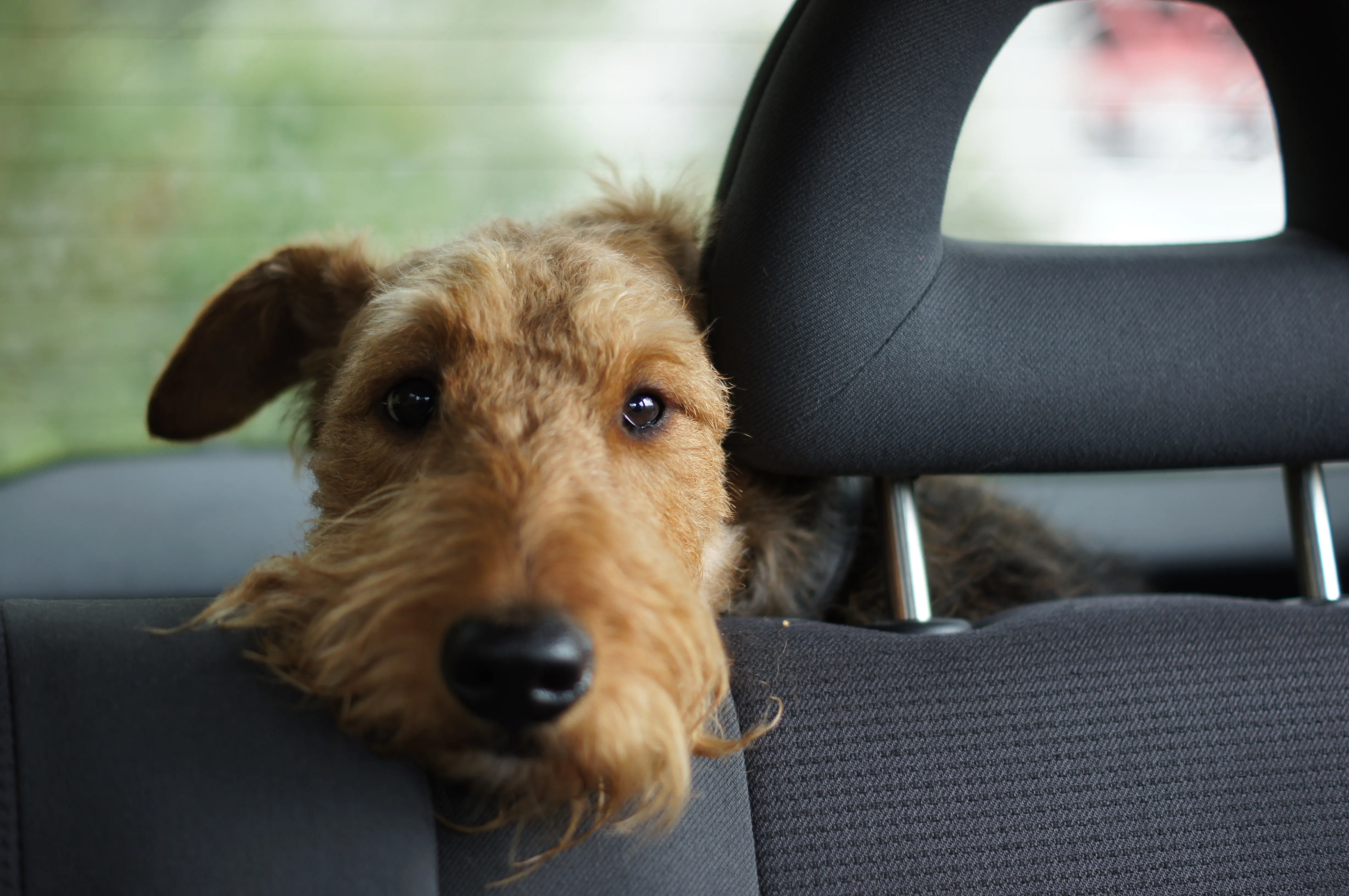 Mumbai's Uber Pet Policy: A Complete Guide For Pet Owners Mumbai's Uber Pet Policy: A Complete Guide For Pet Owners