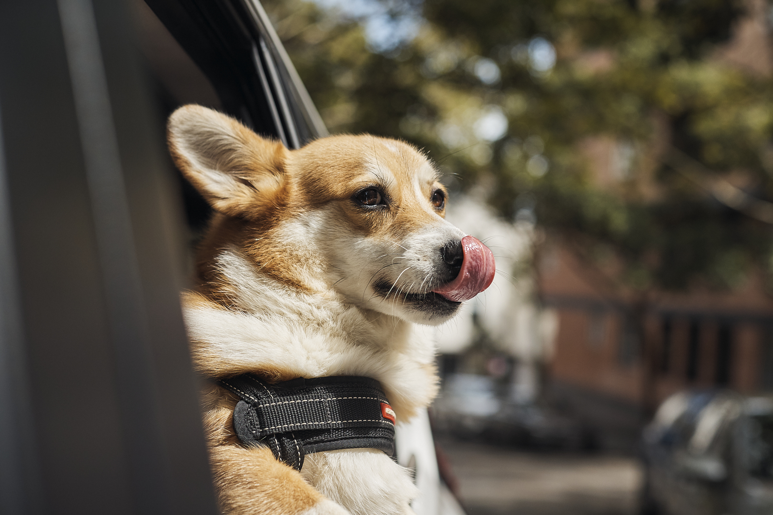 Mumbai's Uber Pet Policy: A Guide For Pet Owners Mumbai's Uber Pet Policy: A Guide For Pet Owners
