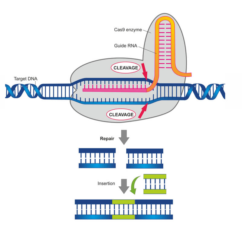 New CRISPR Modification: Enhanced Gene Editing Accuracy And Effectiveness New CRISPR Modification: Enhanced Gene Editing Accuracy And Effectiveness