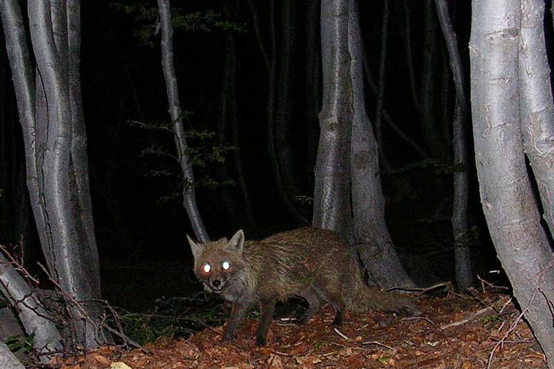 Night Hunter: Tracking And Understanding Nocturnal Wildlife Night Hunter: Tracking And Understanding Nocturnal Wildlife