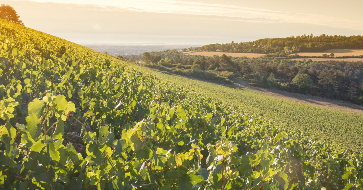 Nouveau Vignoble À Dijon : 2500 M² Plantés Aux Valendons Nouveau Vignoble À Dijon : 2500 M² Plantés Aux Valendons