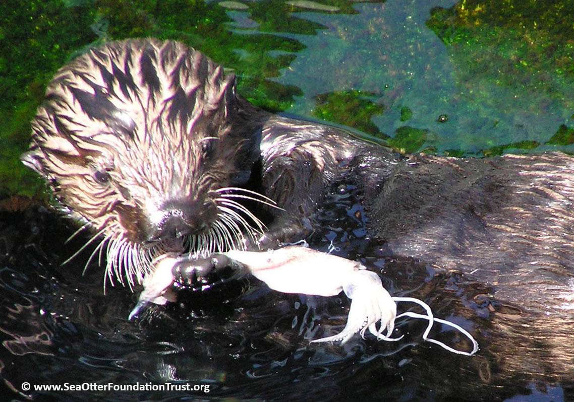 Otter Conservation In Wyoming: Reaching A Critical Turning Point Otter Conservation In Wyoming: Reaching A Critical Turning Point