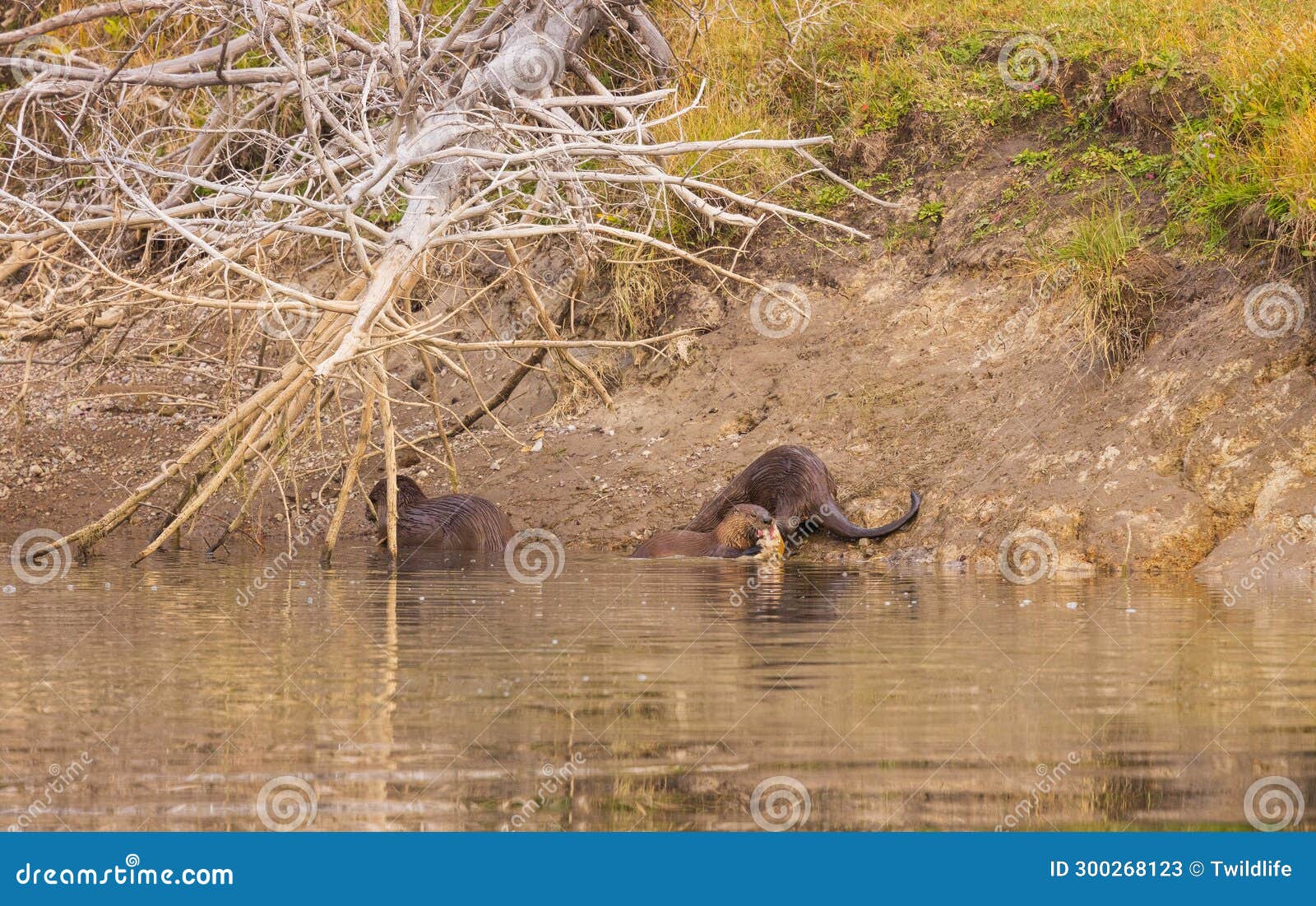 Otter Management In Wyoming: House Bill Update Otter Management In Wyoming: House Bill Update