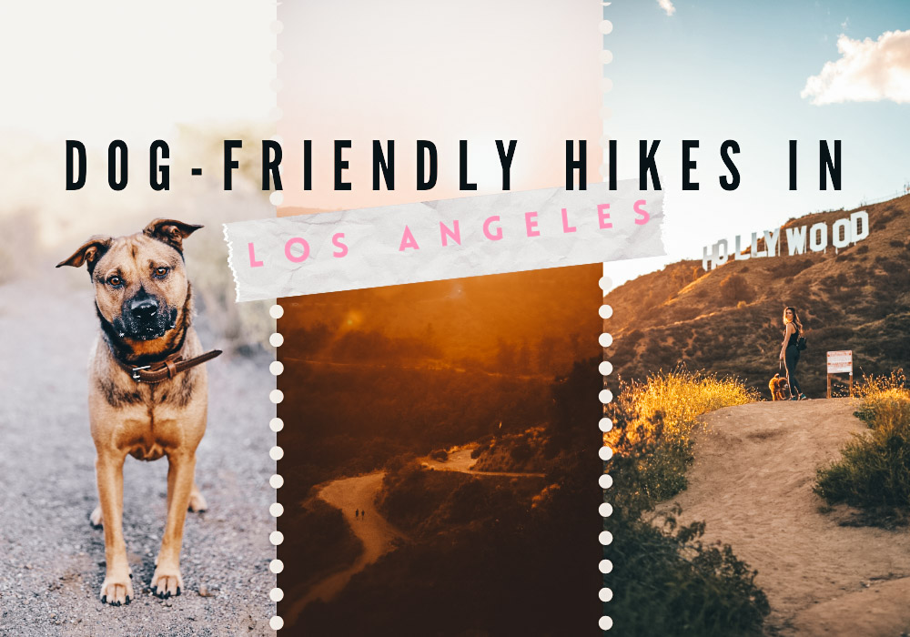 Post-Fire Rent Hikes In Los Angeles Spark Outrage And Investigation Post-Fire Rent Hikes In Los Angeles Spark Outrage And Investigation