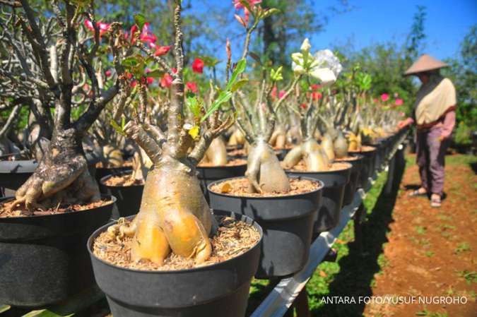Ramalan Cuaca Jawa Tengah 24 April 2024: Hujan Di Sore Hari Ramalan Cuaca Jawa Tengah 24 April 2024: Hujan Di Sore Hari