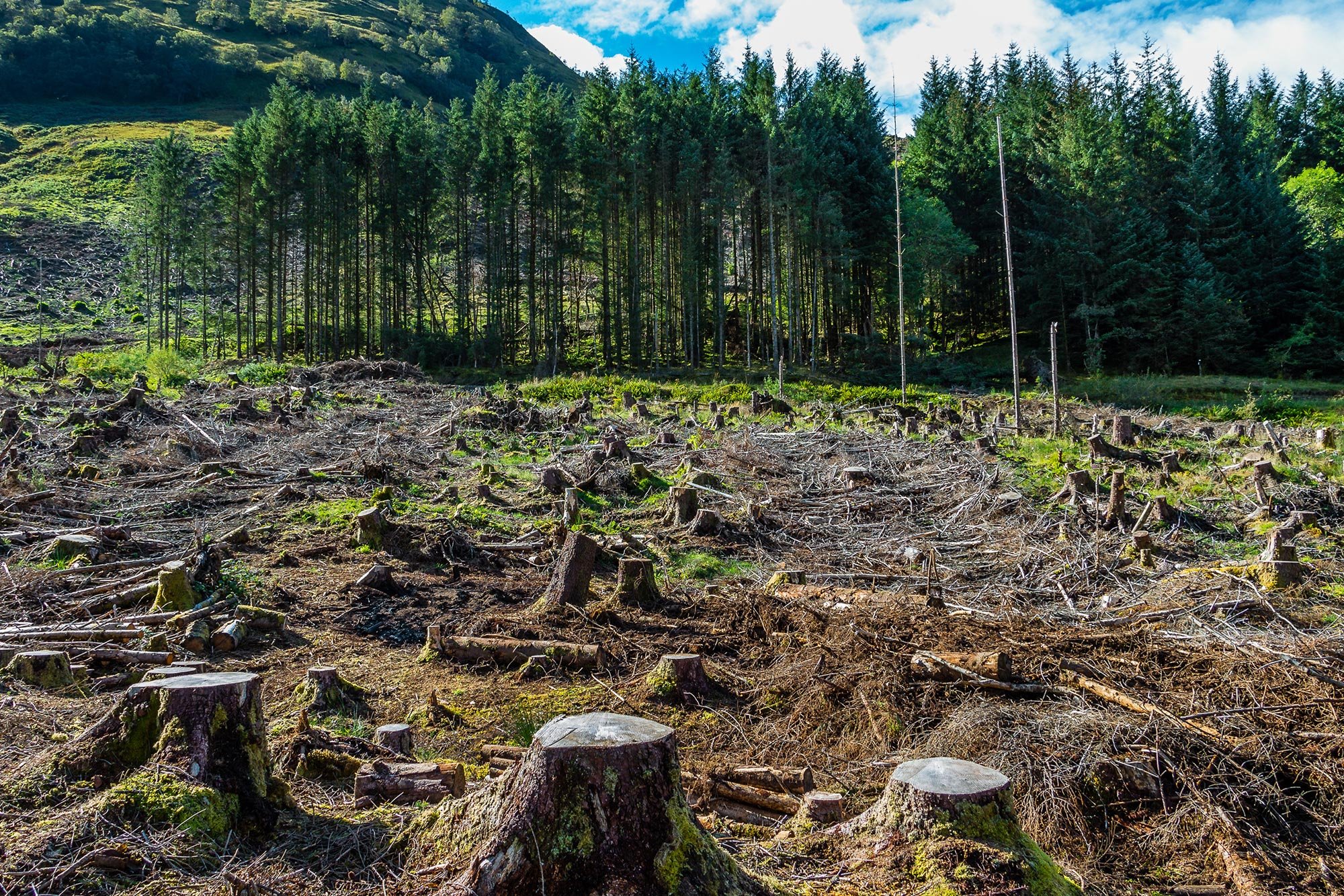 Record-Breaking Forest Loss: Wildfires Drive Global Deforestation Record-Breaking Forest Loss: Wildfires Drive Global Deforestation