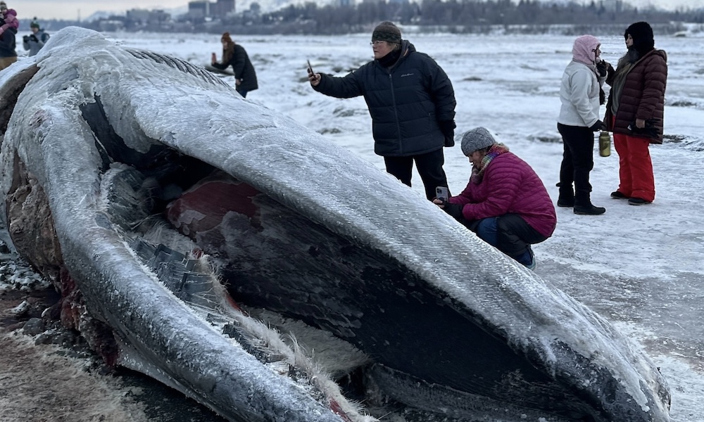 Recovery Efforts Complicated: Anchorage Fin Whale Skeleton And The Effects Of Thawing Mud Recovery Efforts Complicated: Anchorage Fin Whale Skeleton And The Effects Of Thawing Mud