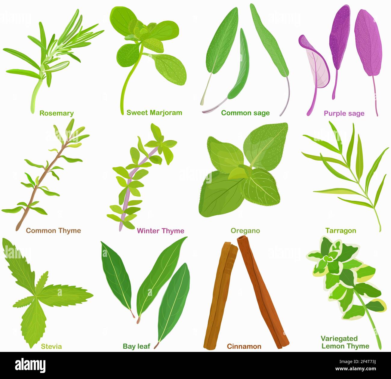 Rosemary & Thyme: A Culinary And Aromatic Journey