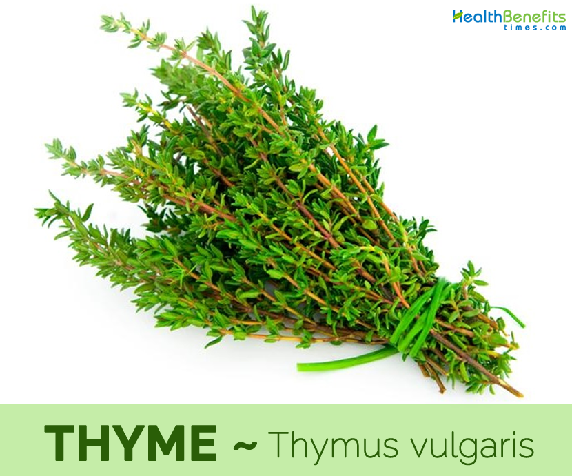Rosemary & Thyme: Health Benefits And Culinary Uses Rosemary & Thyme: Health Benefits And Culinary Uses