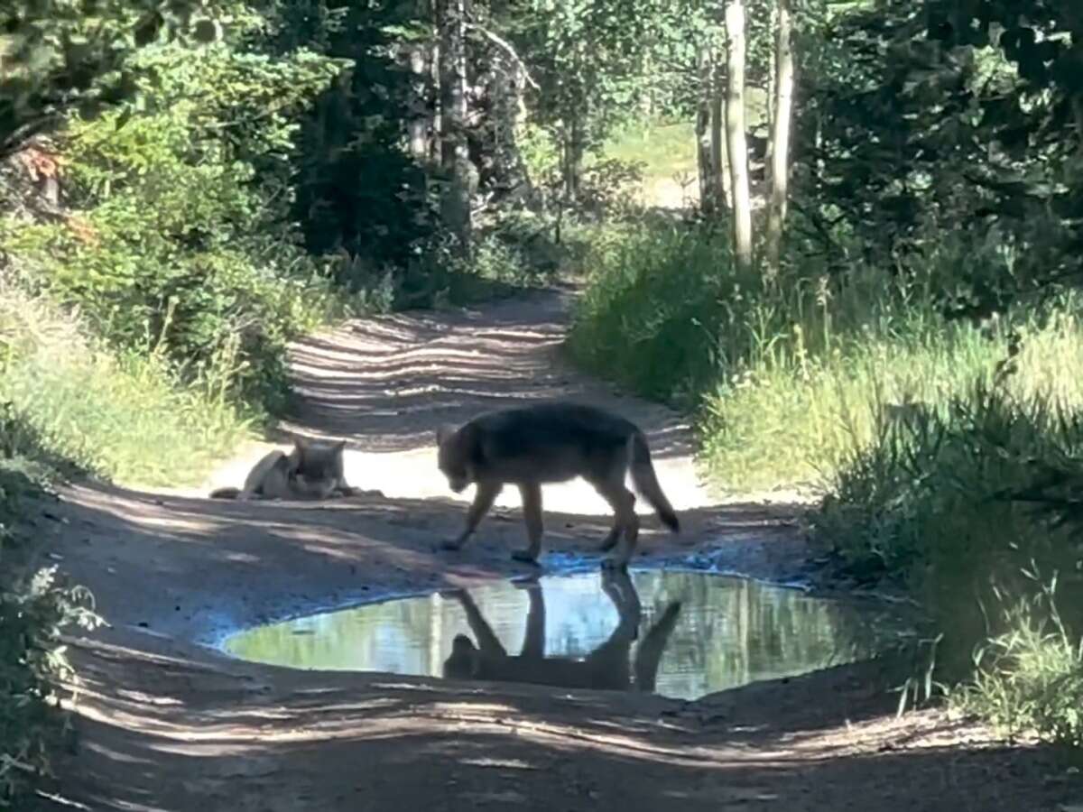 Second Gray Wolf From Colorado Dies After Relocation To Wyoming Second Gray Wolf From Colorado Dies After Relocation To Wyoming