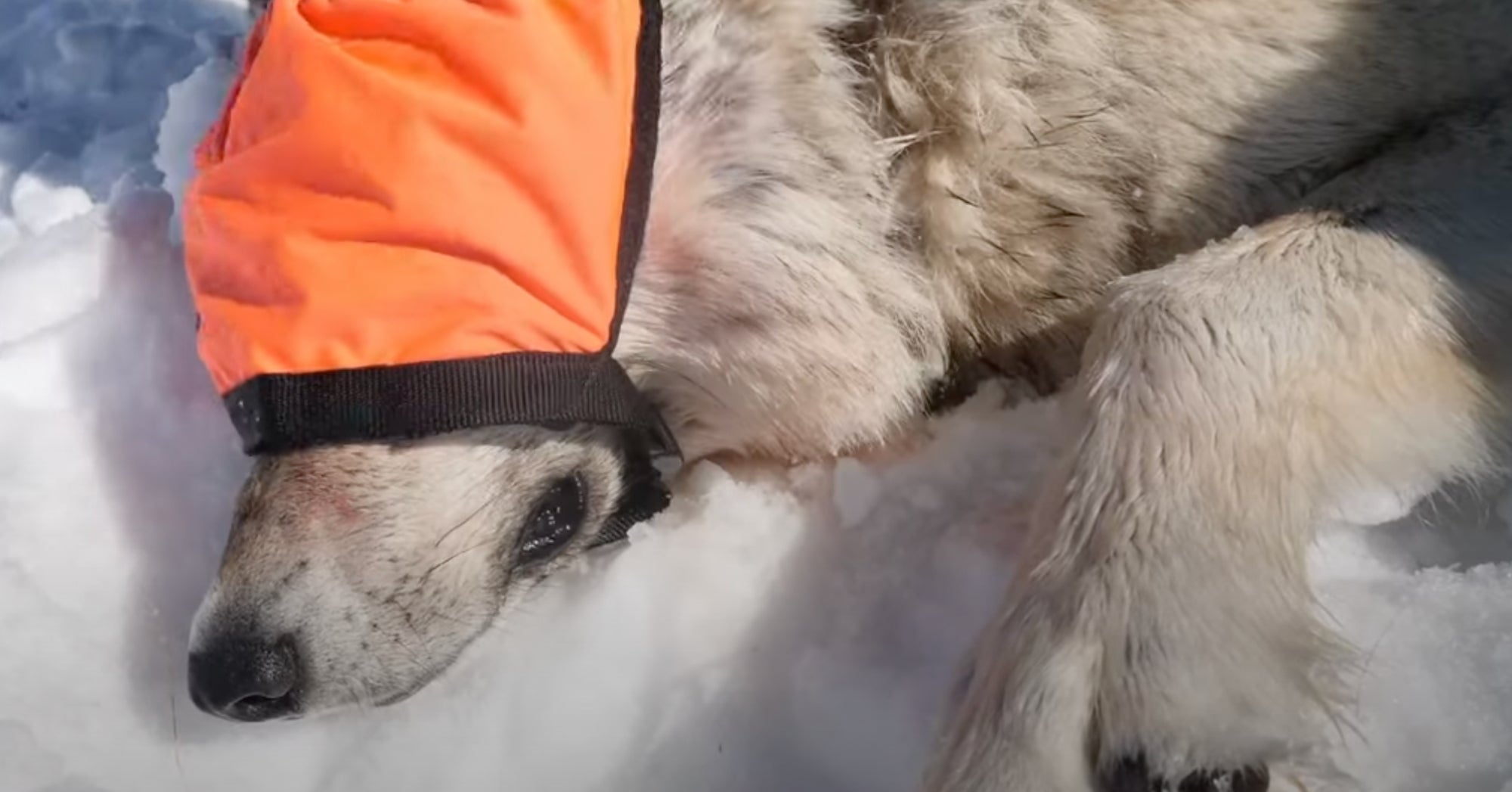 Second Gray Wolf From Colorado Reintroduction Program Dies In Wyoming Second Gray Wolf From Colorado Reintroduction Program Dies In Wyoming