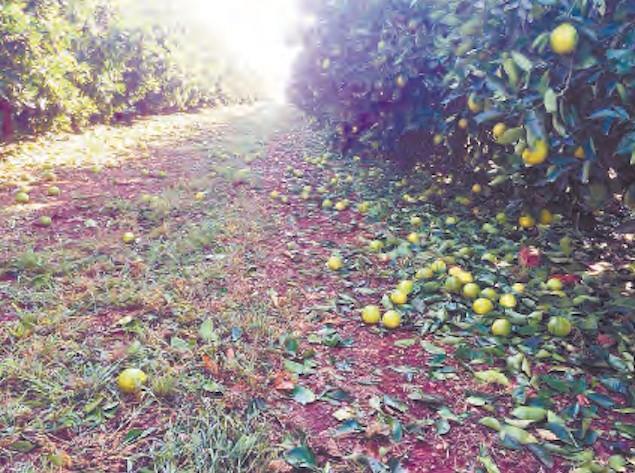 Severe Hailstorms: Assessing Damage To Pools And Lawns Severe Hailstorms: Assessing Damage To Pools And Lawns