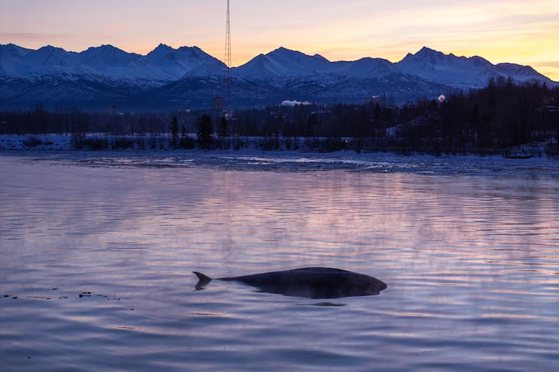 Soft Mudflats, Warming Weather Slow Anchorage Fin Whale Skeleton Salvage Soft Mudflats, Warming Weather Slow Anchorage Fin Whale Skeleton Salvage