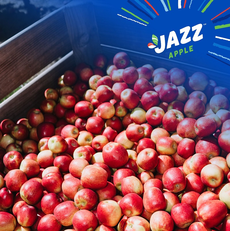 South Africa Emerges As Top Apple Exporter, Displacing New Zealand South Africa Emerges As Top Apple Exporter, Displacing New Zealand