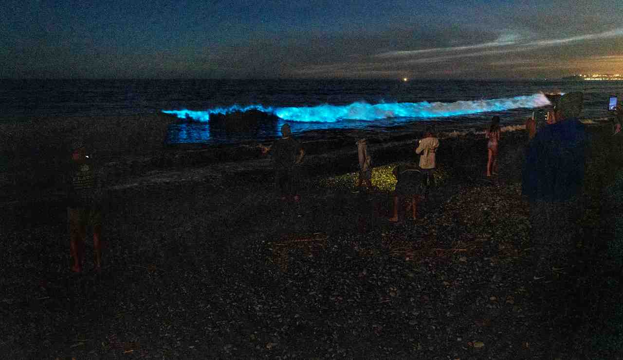 Spring And Fall: Best Time For Bioluminescent Waves In Southern California Spring And Fall: Best Time For Bioluminescent Waves In Southern California