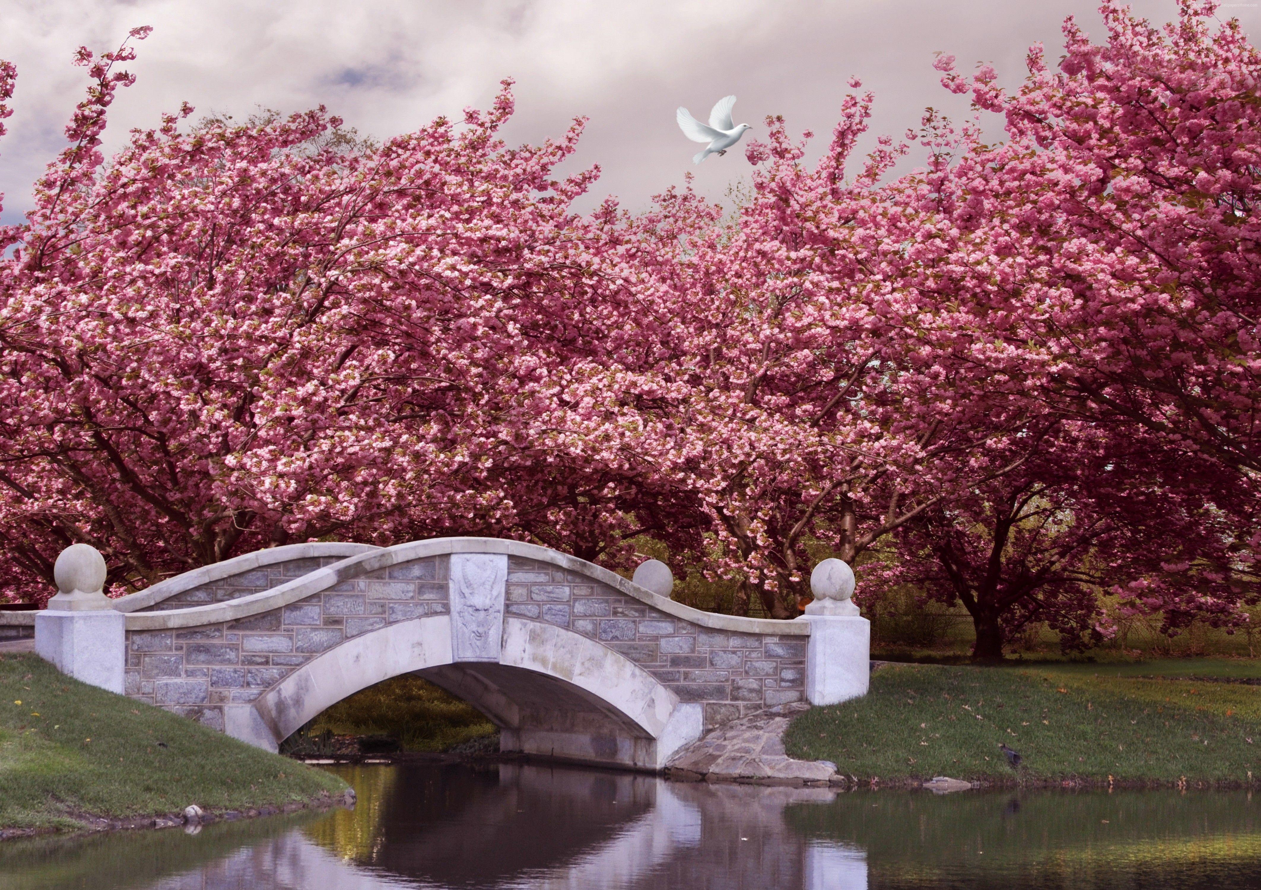 Springwatch: A Journey Through Japan's Cherry Blossom Landscapes Springwatch: A Journey Through Japan's Cherry Blossom Landscapes
