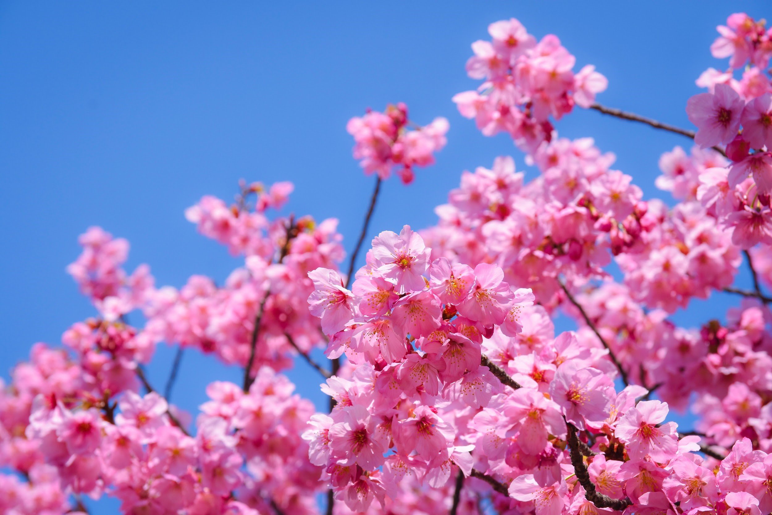 Springwatch In Japan: Cherry Blossom Season Springwatch In Japan: Cherry Blossom Season