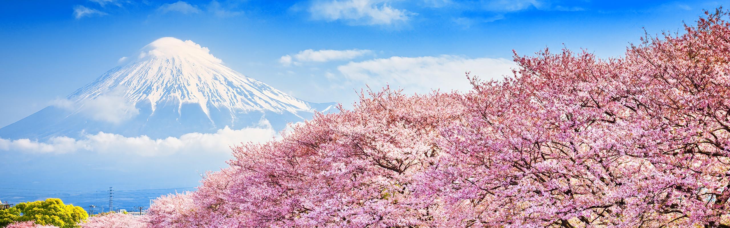 Springwatch In Japan: Experiencing Cherry Blossom Time Springwatch In Japan: Experiencing Cherry Blossom Time