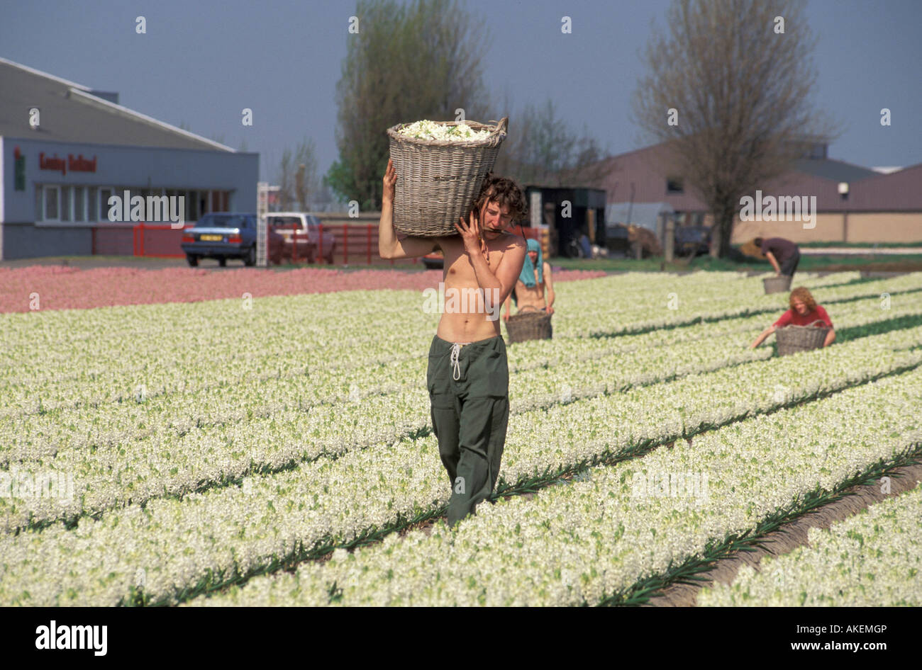 Successful Hyacinth Cultivation: Planting Time And Bloom Optimization Successful Hyacinth Cultivation: Planting Time And Bloom Optimization