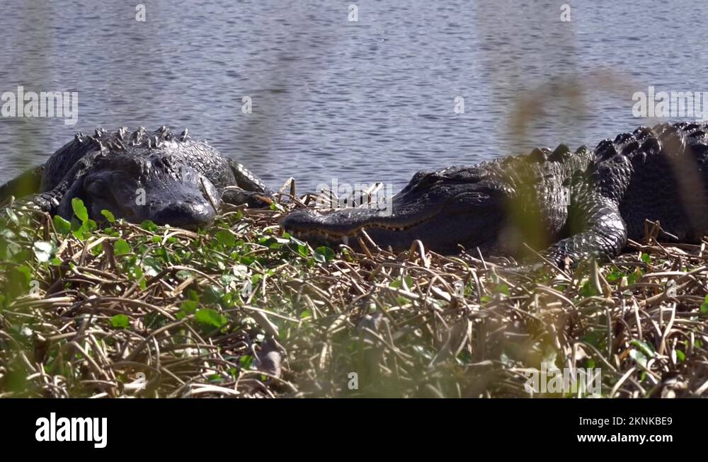 The Challenges Of Filming Alligators In Florida's Crystal-Clear Springs The Challenges Of Filming Alligators In Florida's Crystal-Clear Springs
