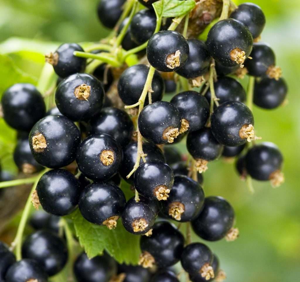 The Health Benefits Of Cassis Blackcurrant: Antioxidants And More The Health Benefits Of Cassis Blackcurrant: Antioxidants And More
