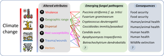 The Impact Of Global Warming On Fungal Pathogens The Impact Of Global Warming On Fungal Pathogens