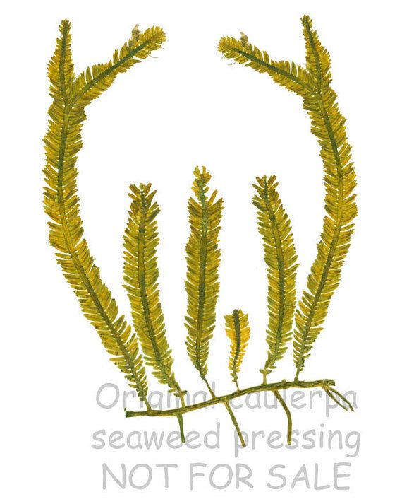 The Killer Seaweed: Exterminating Australia's Marine Fauna The Killer Seaweed: Exterminating Australia's Marine Fauna