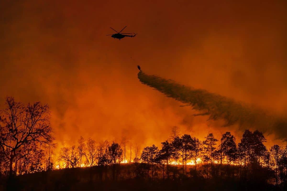 The LA Wildfires: A Reflection Of Our Times Through Disaster Betting The LA Wildfires: A Reflection Of Our Times Through Disaster Betting