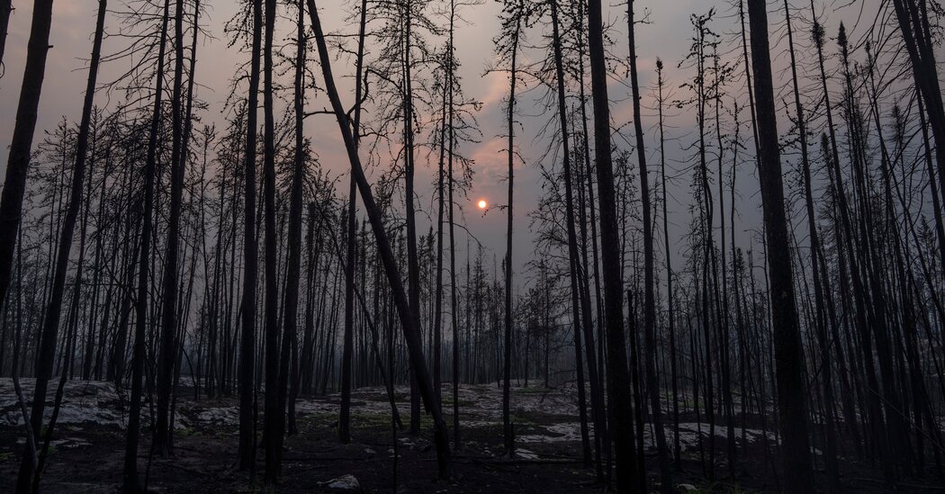 The Rising Tide Of Wildfires: Driving Record Global Forest Loss The Rising Tide Of Wildfires: Driving Record Global Forest Loss