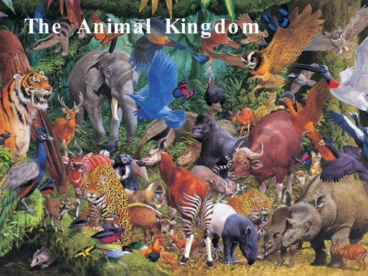 The Wonder Of Animals: Exploring The Animal Kingdom The Wonder Of Animals: Exploring The Animal Kingdom