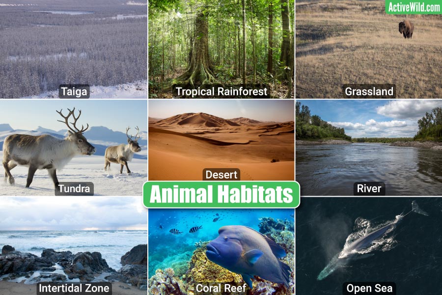 The Wonder Of Animals: Their Habitats, Behaviors, And Adaptations The Wonder Of Animals: Their Habitats, Behaviors, And Adaptations