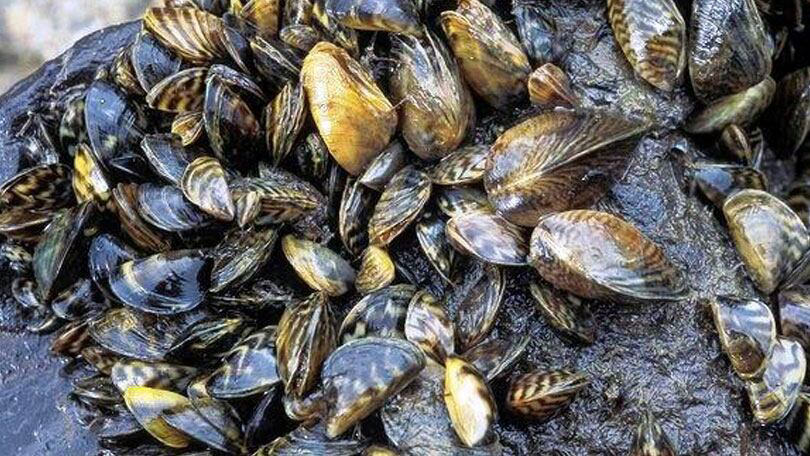 Thousands Of Zebra Mussels Discovered On Boat Lift In Casper Thousands Of Zebra Mussels Discovered On Boat Lift In Casper