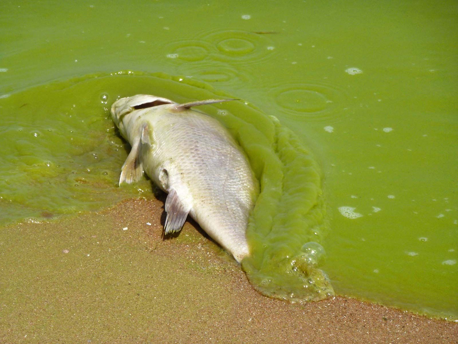 Toxic Algae Bloom: Devastating Impact On California's Marine Life