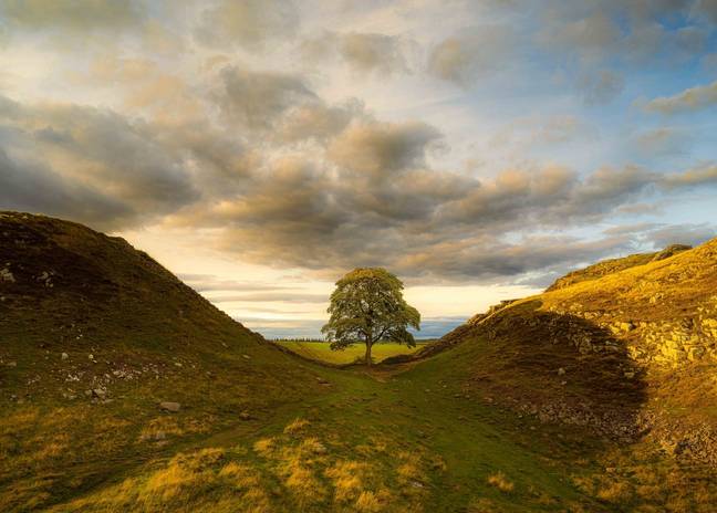 UK's Famous Sycamore Gap Tree: Two Men Receive Sentences For Destruction UK's Famous Sycamore Gap Tree: Two Men Receive Sentences For Destruction
