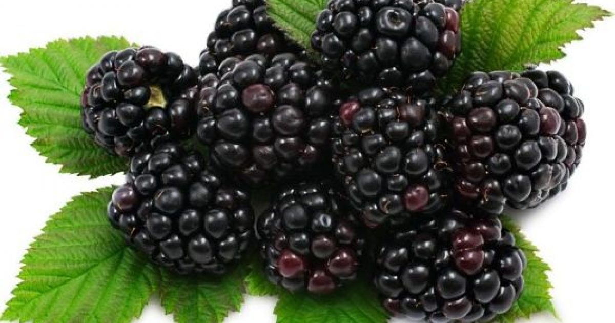 Understanding Cassis Blackcurrant: A Deep Dive Into Its Unique Properties Understanding Cassis Blackcurrant: A Deep Dive Into Its Unique Properties