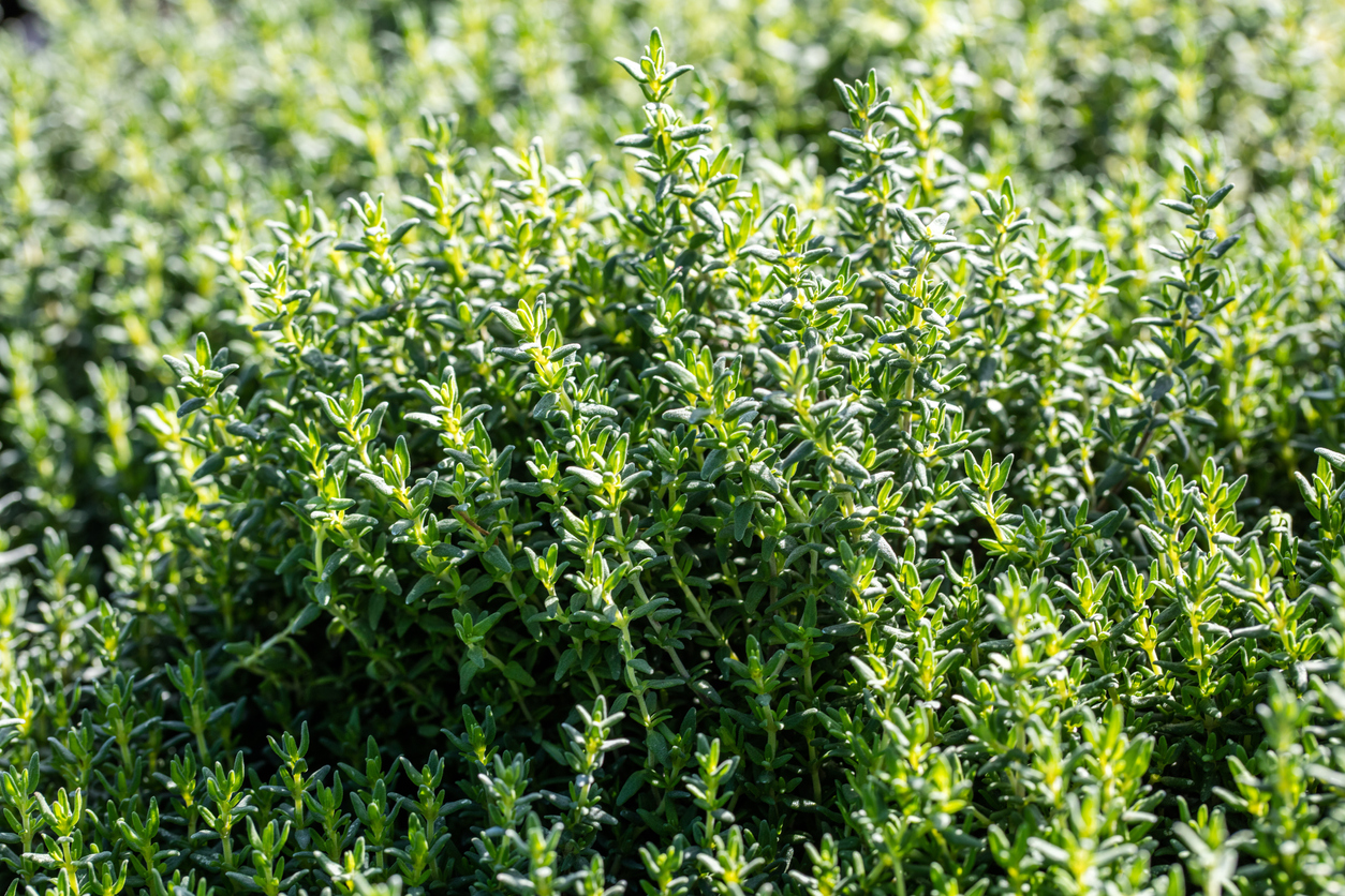 Understanding Rosemary & Thyme: Flavor Profiles And Culinary Applications Understanding Rosemary & Thyme: Flavor Profiles And Culinary Applications
