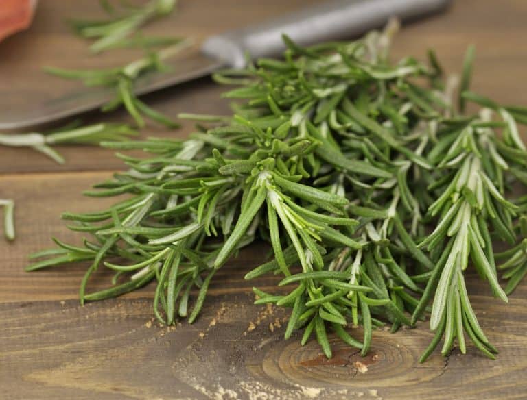 Understanding The Differences Between Rosemary & Thyme: A Gardener's Guide Understanding The Differences Between Rosemary & Thyme: A Gardener's Guide