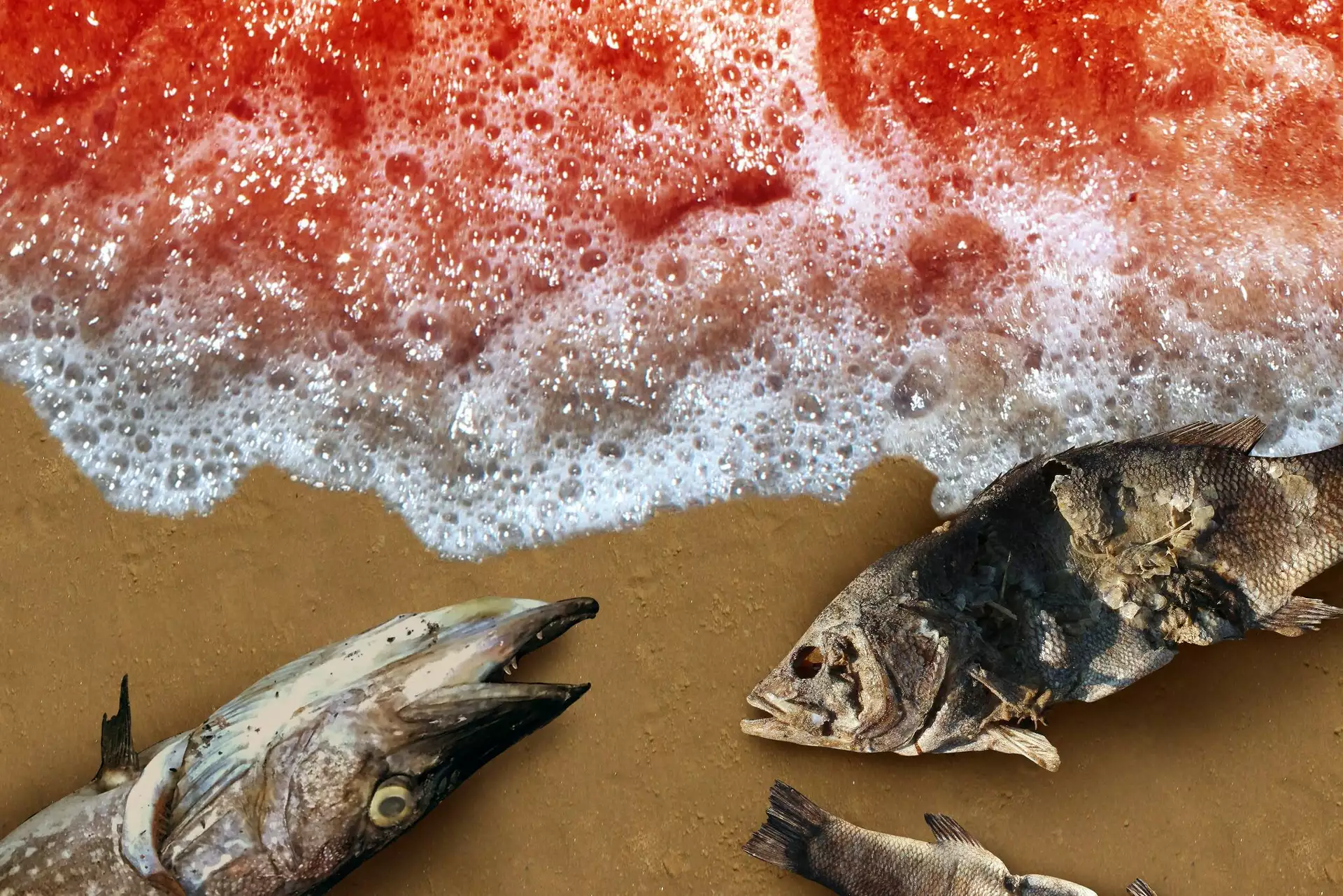 Urgent Red Tide Alert: Cape Cod Coastal Areas Affected Urgent Red Tide Alert: Cape Cod Coastal Areas Affected