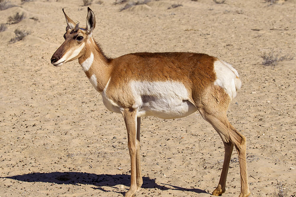 Wildlife Rescue: A New Film On Helping Pronghorn After A Devastating Winter Wildlife Rescue: A New Film On Helping Pronghorn After A Devastating Winter