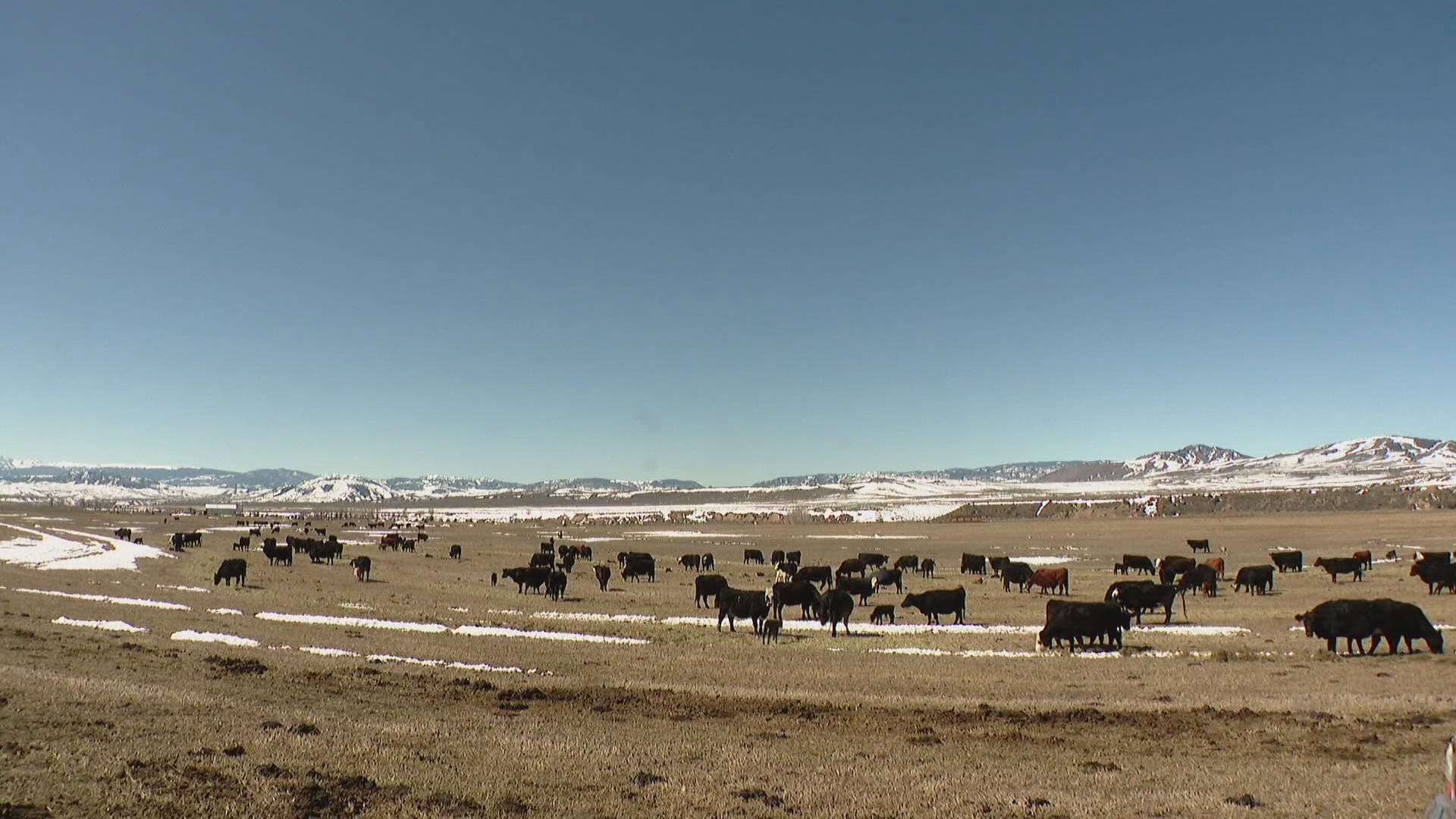 Wolves In The North State: A Growing Problem? Wolves In The North State: A Growing Problem?